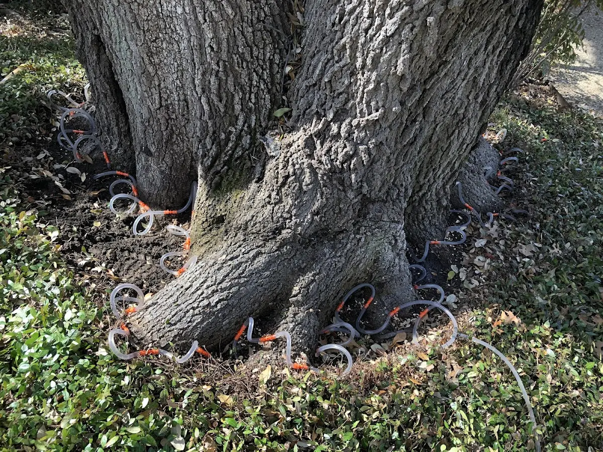 Detailed Tree Cabling and Bracing job site in Bucks